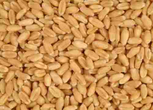 8% Broken Sunlight Dried Organic Wheat Grain 