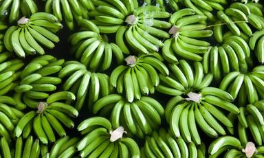 A Grade Organic Fresh Green Banana
