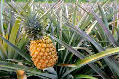 Healthy Fresh Sweet Pineapple For Salads And Making Juice