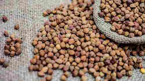 Natural Black Fresh Organic Chickpeas For Cooking Use