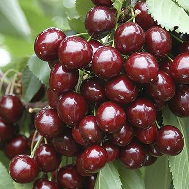 Natural Fresh Dark Red Cherries, High In Calories And Carbohydrate