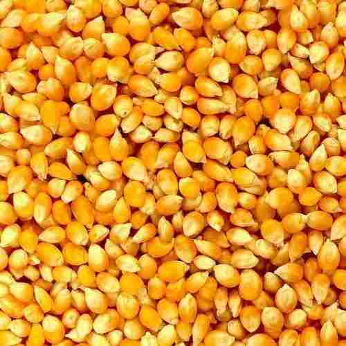Organic Yellow Maize Grain For Cattle Feed And Making Popcorn