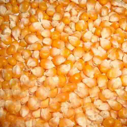 Yellow Maize For Animal Feed, Cattle Feed And Food Grade Powder