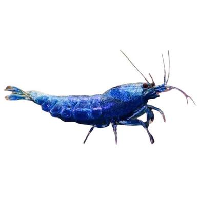 Rich In Proteins Healthy Nutritious Blue Lobster Aquarium Fish Dimension(L*W*H): 8X2X1 Inch (In)