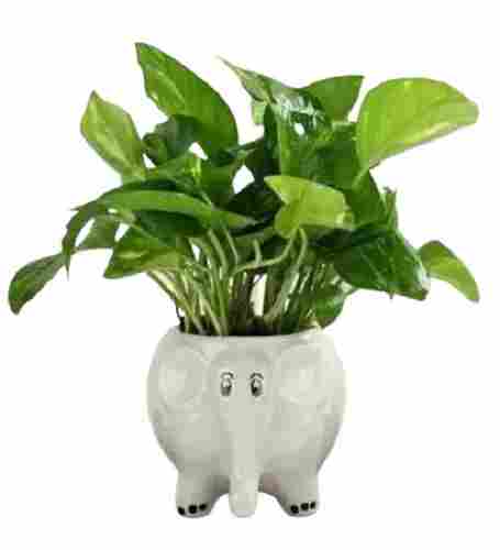 Ceramic Elephant Planter