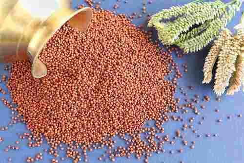 High Protein Red Finger Millet Seed