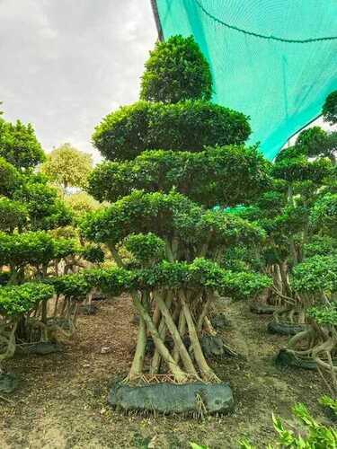 12 Fit Height Ficus Micro Carpa Bonsai Tree