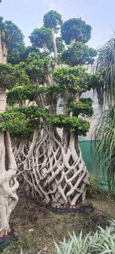 Plant 18 Fit Height Ficus Micro Carpa Bonsai Tree