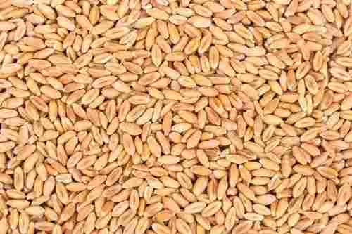 99% Pure Commonly Cultivated Raw And Dried Solid Wheat Grain