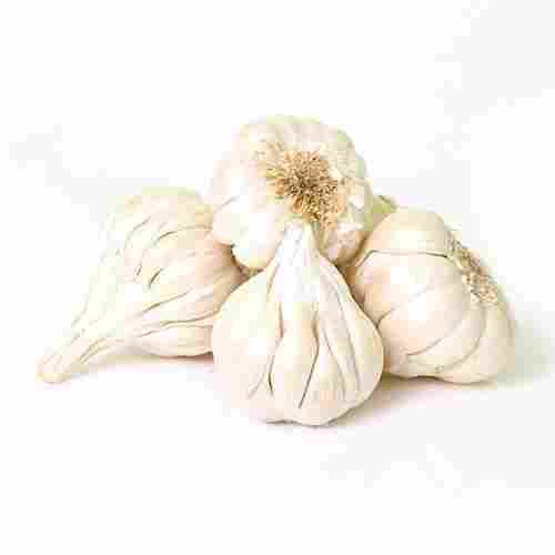 Fresh Natural White Garlic Used In Fast Food And Snacks