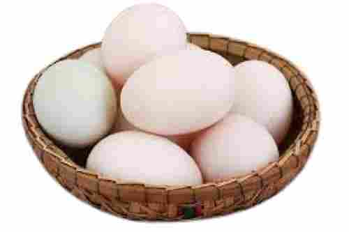 Oval White Fresh Duck Eggs