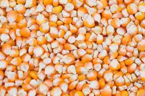 2% Admixture 3.5% Moisture 98% Pure Economical Common Dried Maize