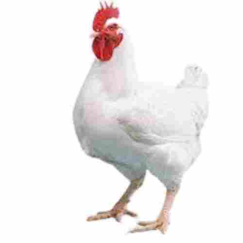 Healthy White Male Broiler Chicken
