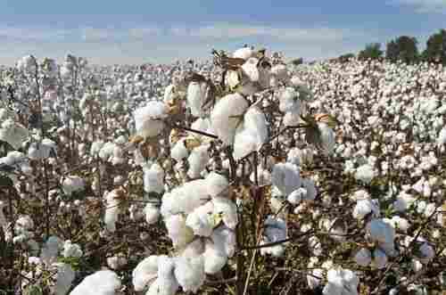 Natural Organic Hybrid Cotton Seeds For Agriculture Use