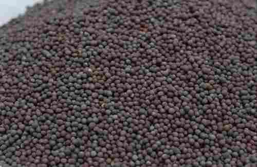 99% Pure Commonly Cultivated Hybrid Black Mustard Seeds With 8% Moisture And 1% Admixture