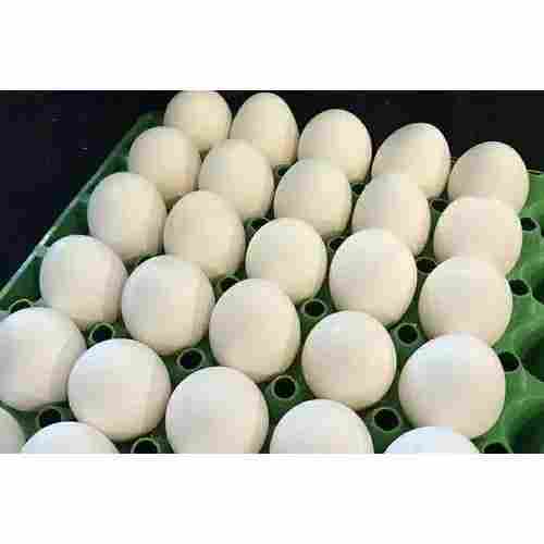 Healthy Oval Fresh Organic Poultry Farm Hatching Chicken Eggs
