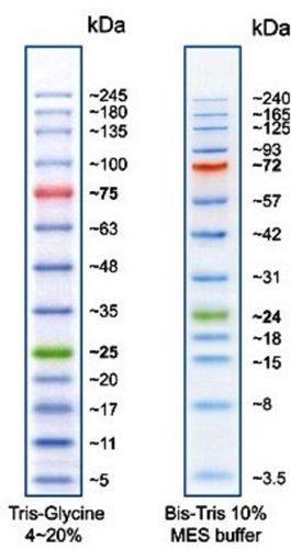 Broad Range Protein Marker