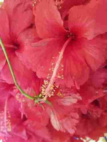 Indian Origin Naturally Grown Dried Hibiscus Flowers