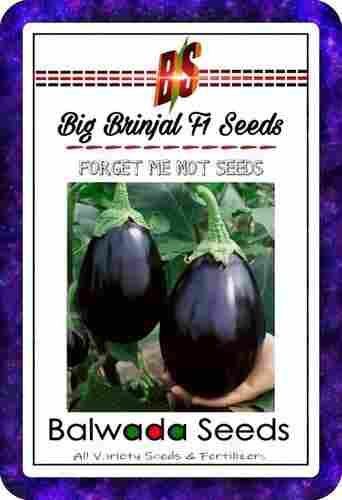 Commonly Cultivated Pure And Dried Non Edible Hybrid Brinjal Seeds