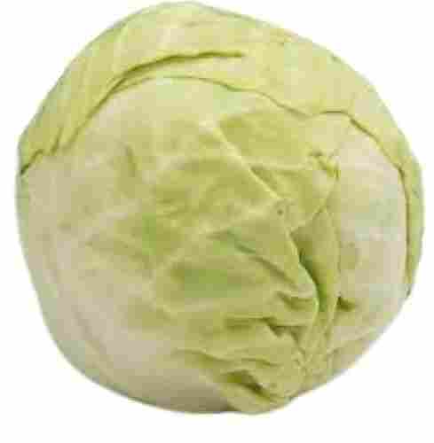 Crunchy Texture Round Shape Green Cabbage