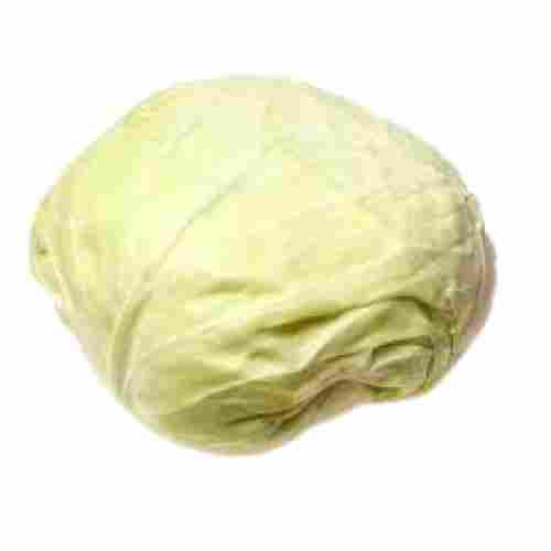 Round Shape Fresh Cabbage