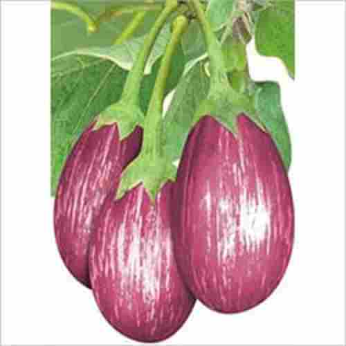 100% Maturity Fresh Organic Purple Brinjal For Cooking Use