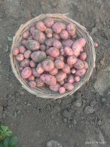 Oval Indian Origin Red Fresh Sweet Potato