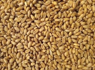 Indian Origin Naturally Grown Milling Wheat Grade: A