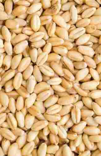 Indian Origin Naturally Grown Whole Wheat 