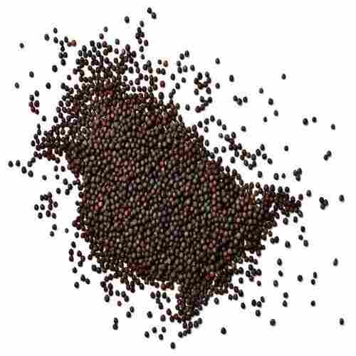 Wholesale Canola Seed And Rapeseed