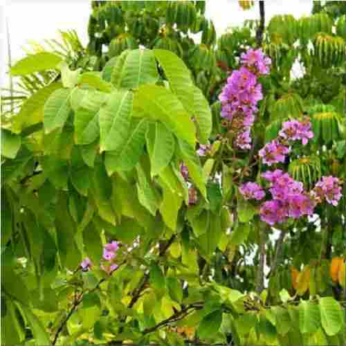 Lagerstroemia Speciosa Natural Herbal Extract