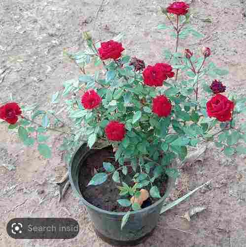 Fresh Rose Plant For Decoration And Planting Use