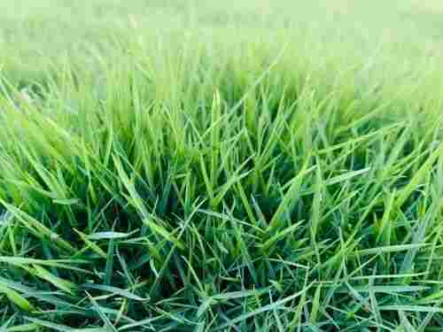 High Density Natural Green Grass