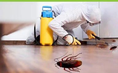 Cockroaches Pest Control Services In Uttar Pradesh