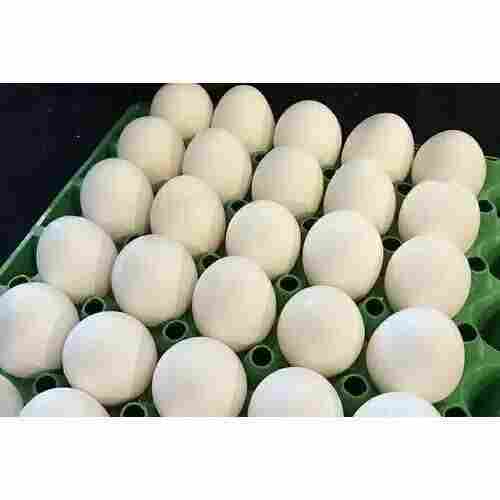 Chicken White Eggs Good For Health