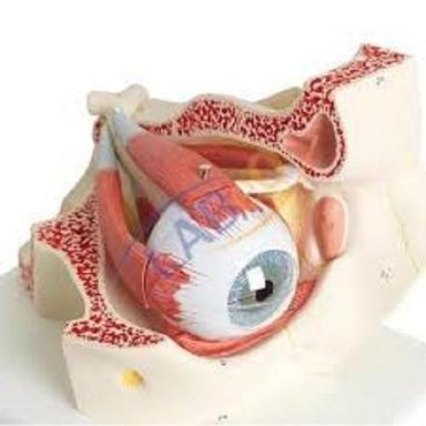 Human Eye Ball Anatomical Model Use: Teaching And Training