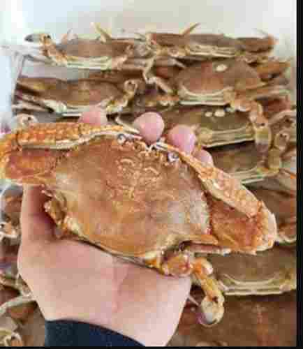 Frozen Warty Swimming Crab