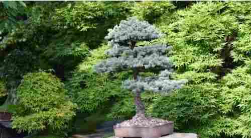 Full Sun Exposure Insect Resistant Fast Growth Green Leaves Bonsai Plants
