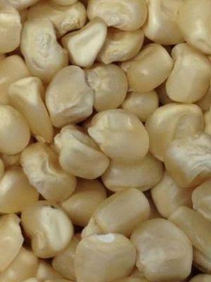Healthy And Nutritious Non GMO White Maize Corn