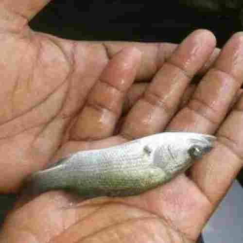 Vetki Fish Seed For Fish Farming
