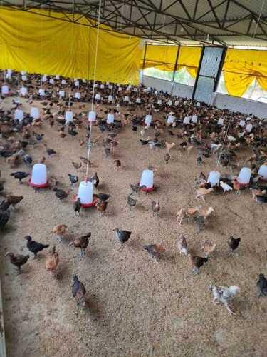 Daulat Organic Country (Chicks) 