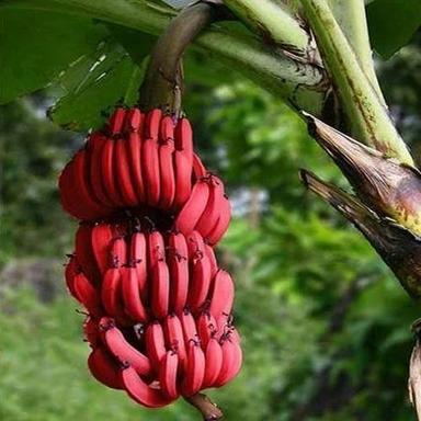 Organic Well Watered Red Banana, High In Fibre And Vitamin C