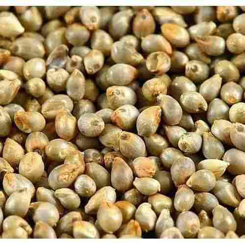A Grade And Dried Bajra Seeds