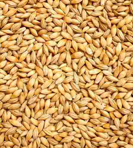 Natural And Healthy Organic Barley