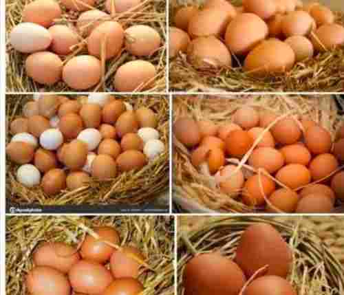 Multi Color Oval Shape Sonali Breed Hatching Egg