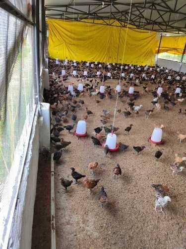 Pure Desi Sonali Poultry Live Chicken