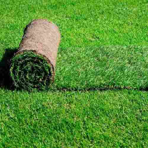 Green Natural Lawn Grass Carpet For Floor Use
