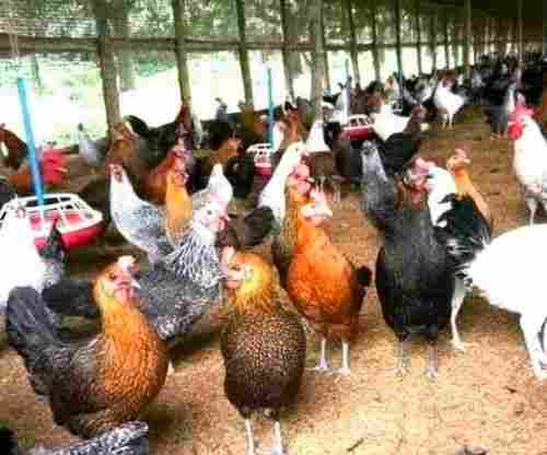 Multi Color Poultry Farm Chicks