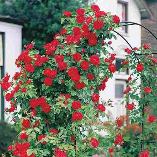 Healthy And Green Rose Plants