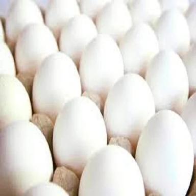 fresh White egg With High Nutritious Value
